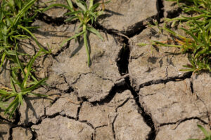 Dry Cracked Soil with Sparse Green Grass