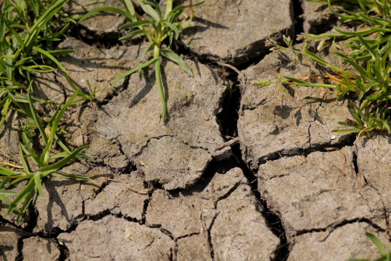 Dry Cracked Soil with Sparse Green Grass