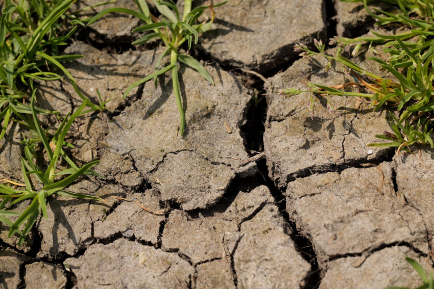 Dry Cracked Soil with Sparse Green Grass