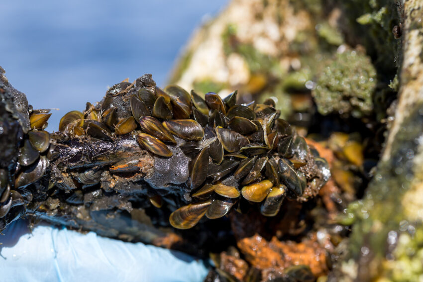 Golden mussel inspection (CDFW)
