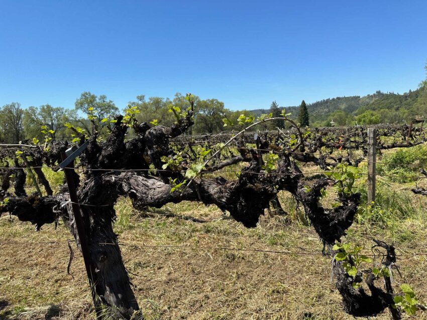 Rows of old vines at McFadden Farm in Potter Valley, listed for sale in 2024