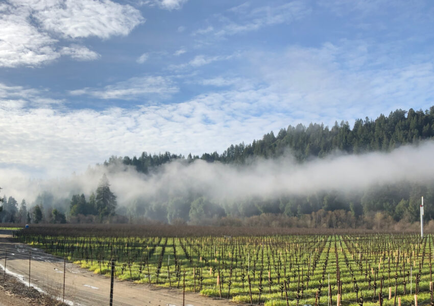 A vineyard sits below forested hills with morning fog in Sonoma County