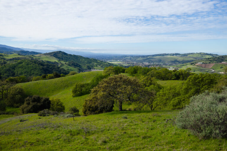 Lush green rolling hills and oak woodland in California