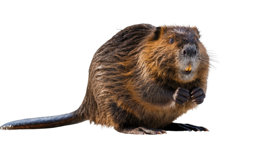 A North American beaver