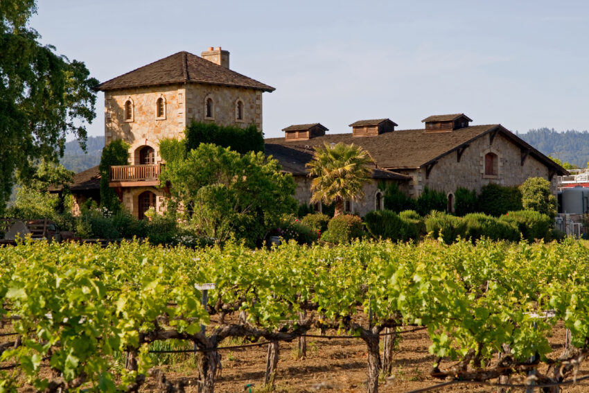 Rows of vines in a Napa Valley vineyard at sunset