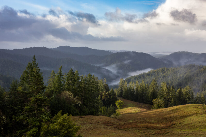 Coast redwoods rise above the understory in a Northern California forest