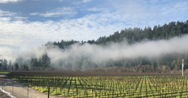 Fog drifts over redwoods and dormant vineyard rows in Sonoma County