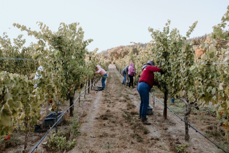 Vineyard workers hand-picking wine grapes in a vineyard row at first light