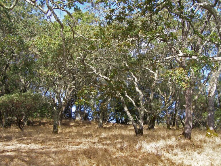 Oaks and dry summer grass on Sonoma Mountain in Sonoma County