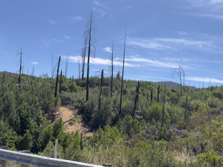 Charred standing dead trees rise above green regrowth in the Valley Fire burn area near Middletown, Lake County.