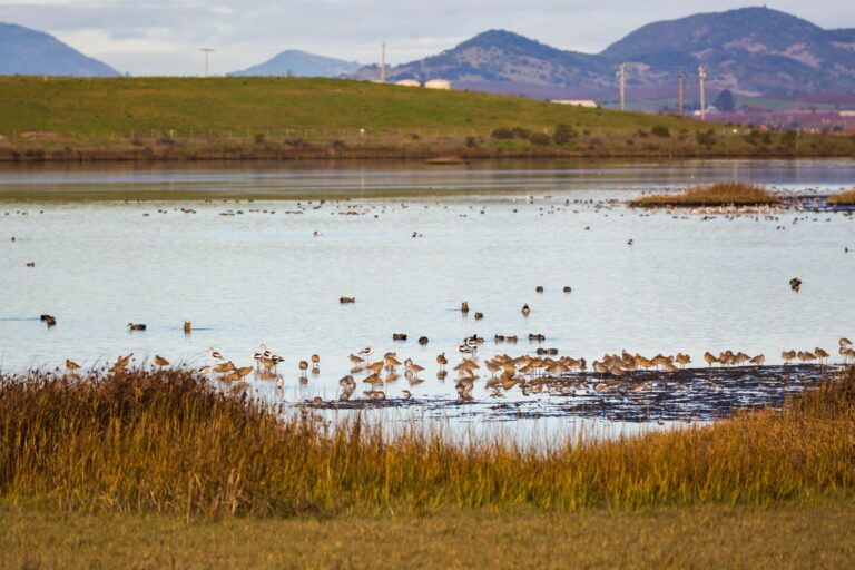 Shorebirds on a tidal marsh at the Napa-Sonoma Marshes near American Canyon, with a levee and hills behind
