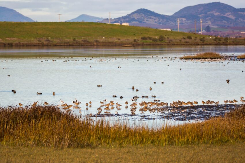 Shorebirds on a tidal marsh at the Napa-Sonoma Marshes near American Canyon, with a levee and hills behind