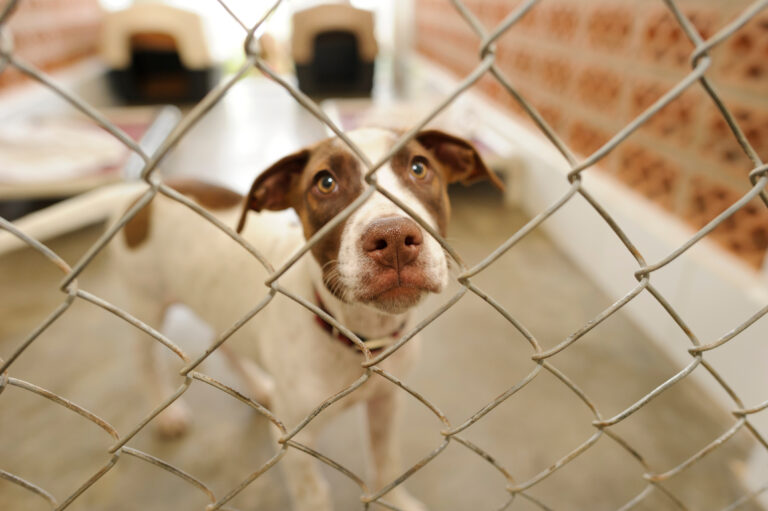 A dog looks out through the chain-link gate of a kennel run at an animal shelter.