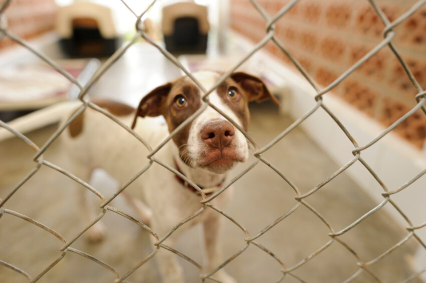 A dog looks out through the chain-link gate of a kennel run at an animal shelter.