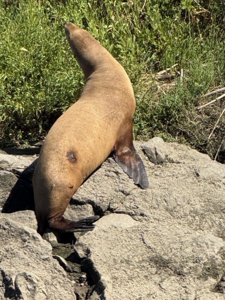 A California sea lion hauls out on rocks along the Petaluma River near the Lynch Creek Trail in Petaluma.