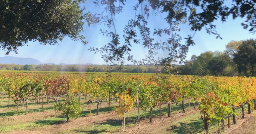 Rows of autumn-colored grapevines in a Sonoma County vineyard