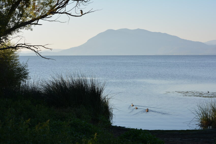 Clear Lake with Mount Konocti in the distance, seen from a tule-lined shoreline