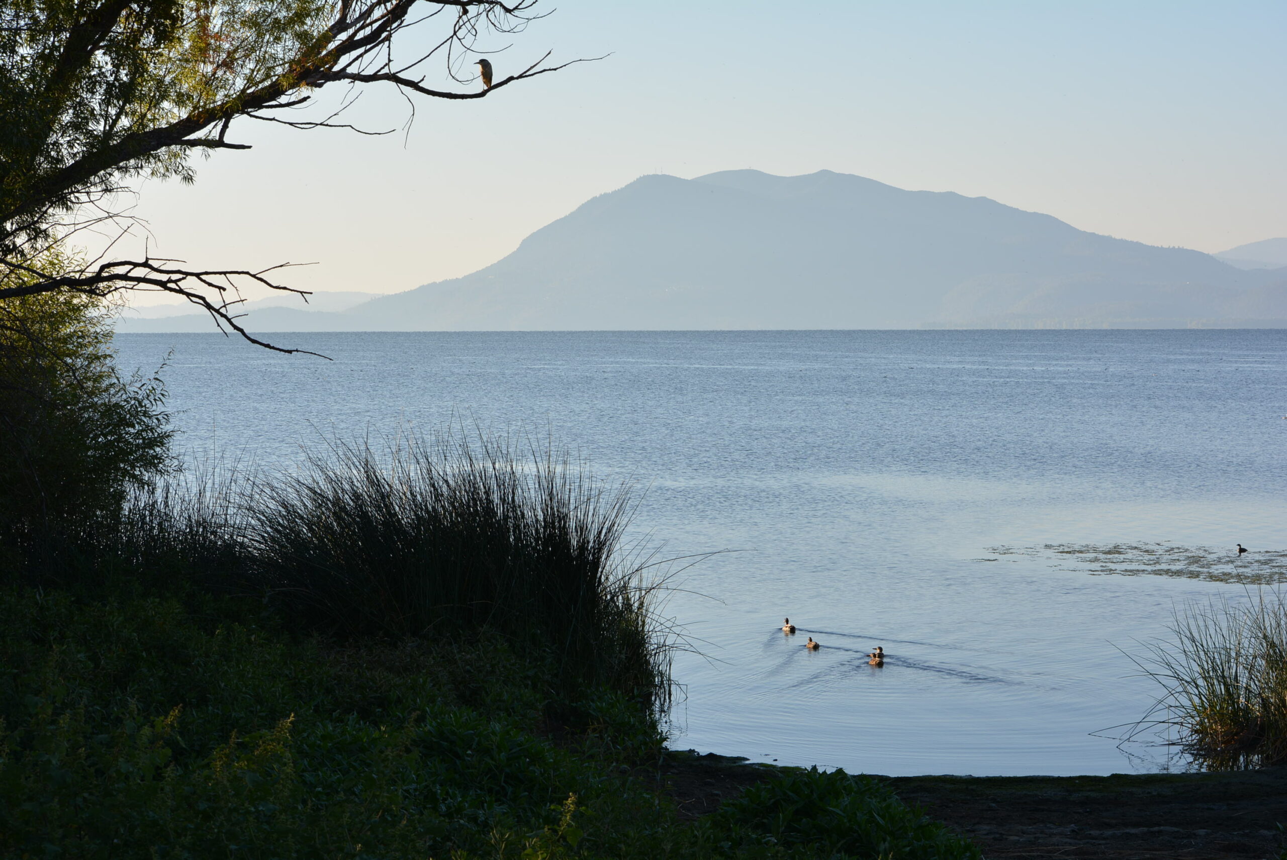 Clear Lake with Mount Konocti in the distance, seen from a tule-lined shoreline