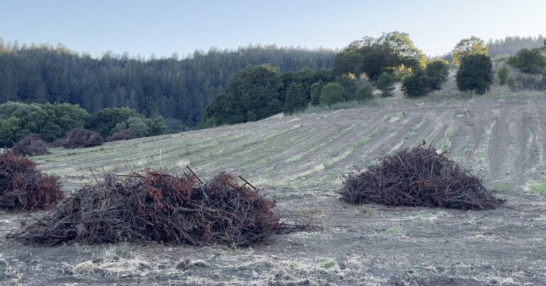 Dry hillside western Sonoma County