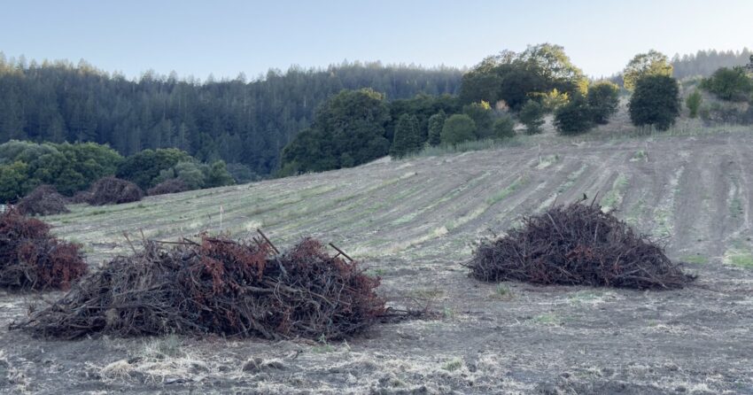 Dry hillside western Sonoma County