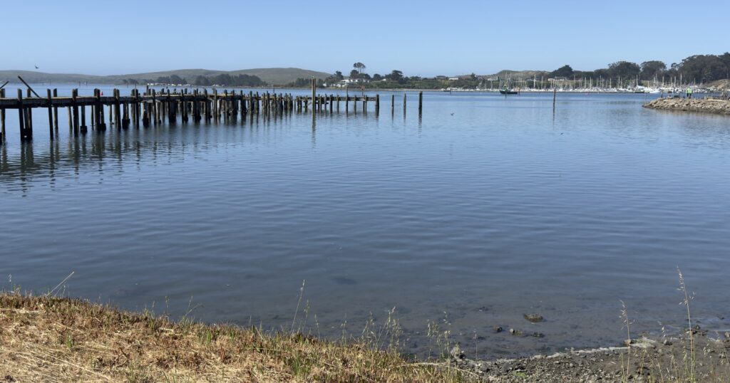 Old pier pilings stand in Bodega Harbor, with boats moored at a marina across the water