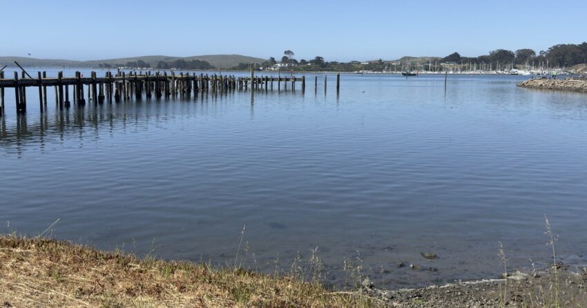 Old pier pilings stand in Bodega Harbor, with boats moored at a marina across the water